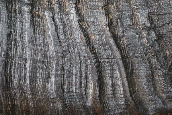 Фактура рога