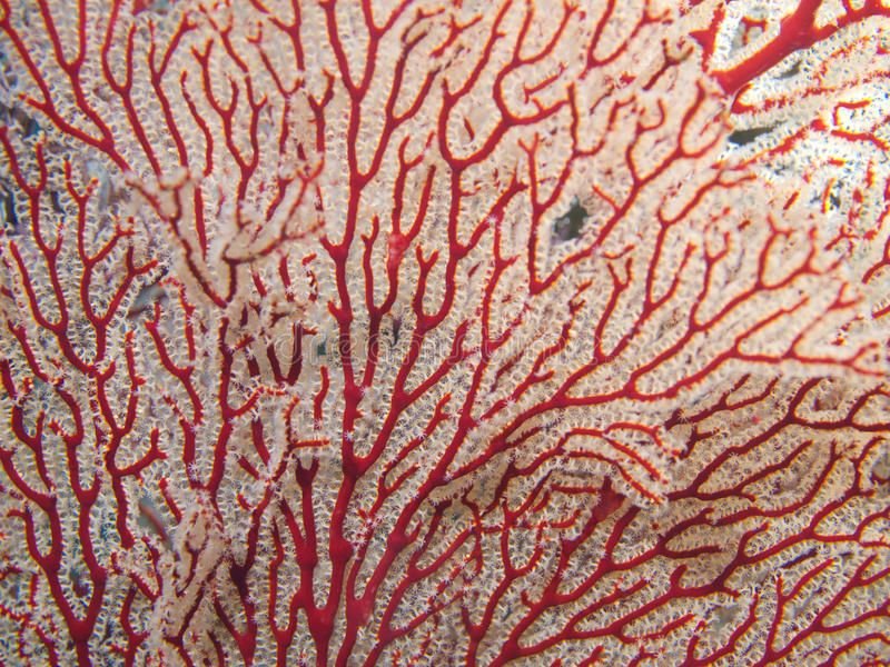 Текстура кораллов