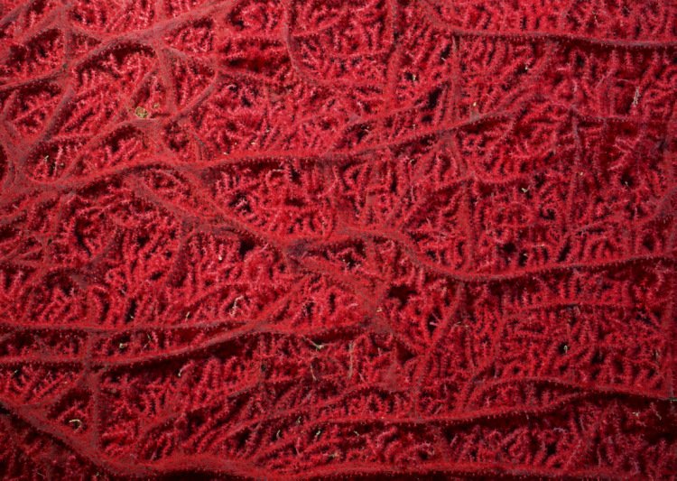 Кораллы фактура