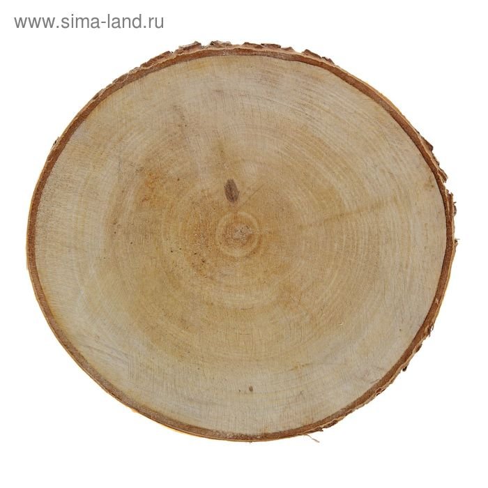 Спил березы