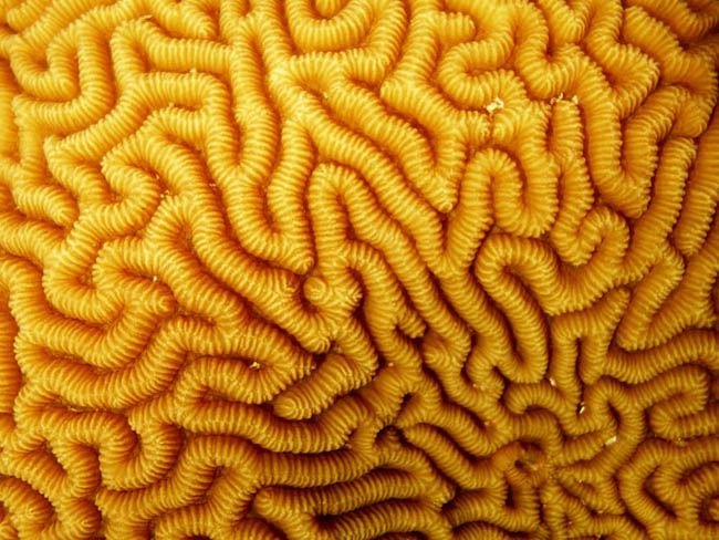 Кораллы текстура