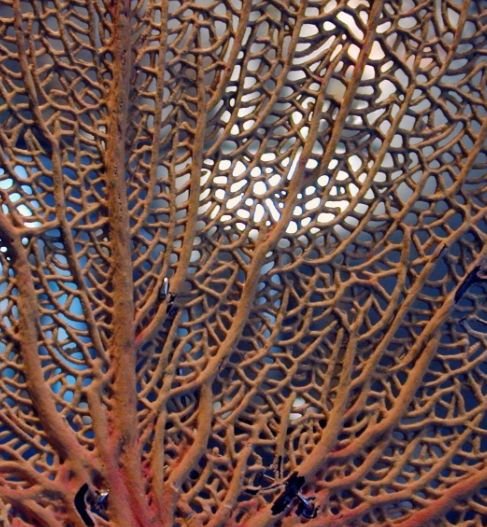 Кораллы текстура