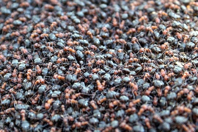 Текстура муравья