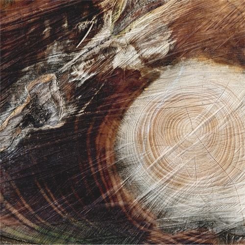 Срез дерева текстура