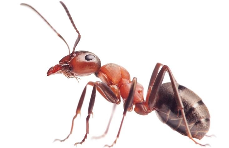Формика руфибарбис