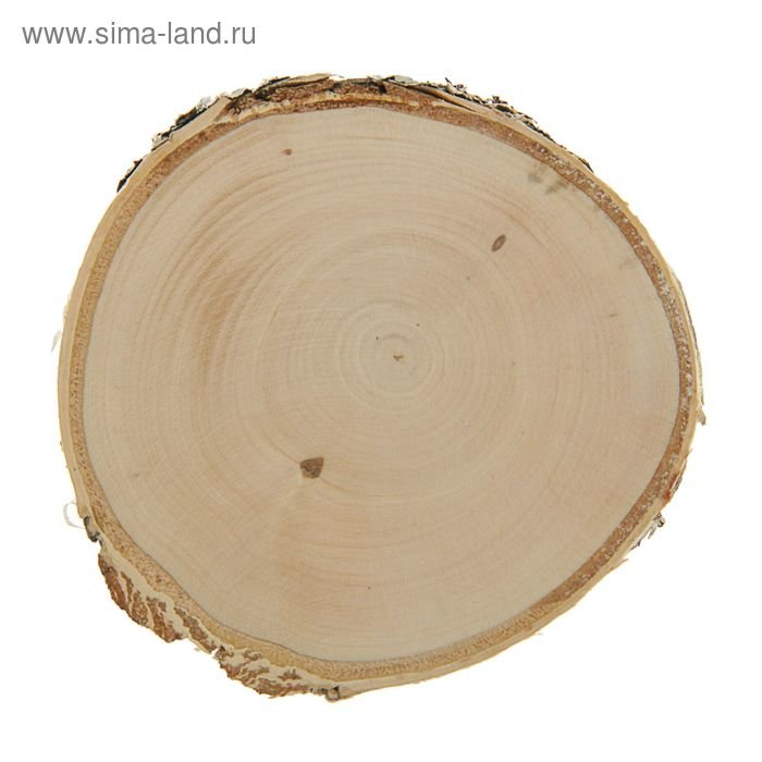 Спил березы