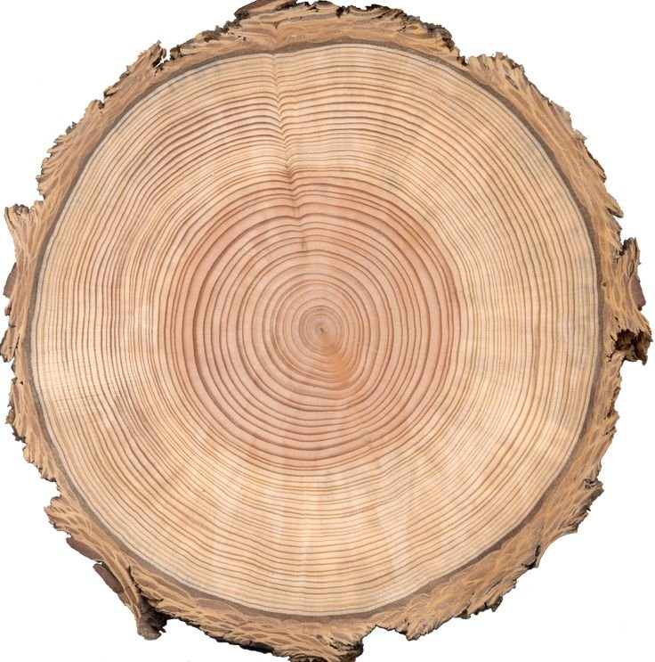 Сибирская лиственница годичные кольца