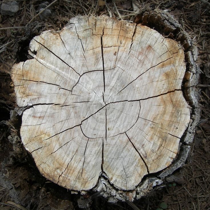 Срез дерева