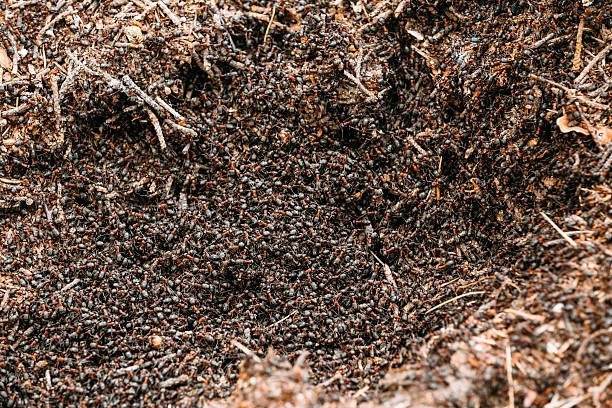 Текстура муравья