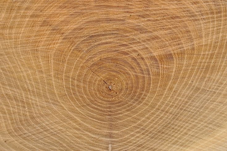 Годичные кольца древесины Секвойя