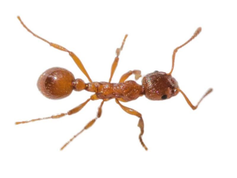 Красный Огненный муравей