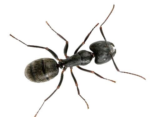 Муравей сверху