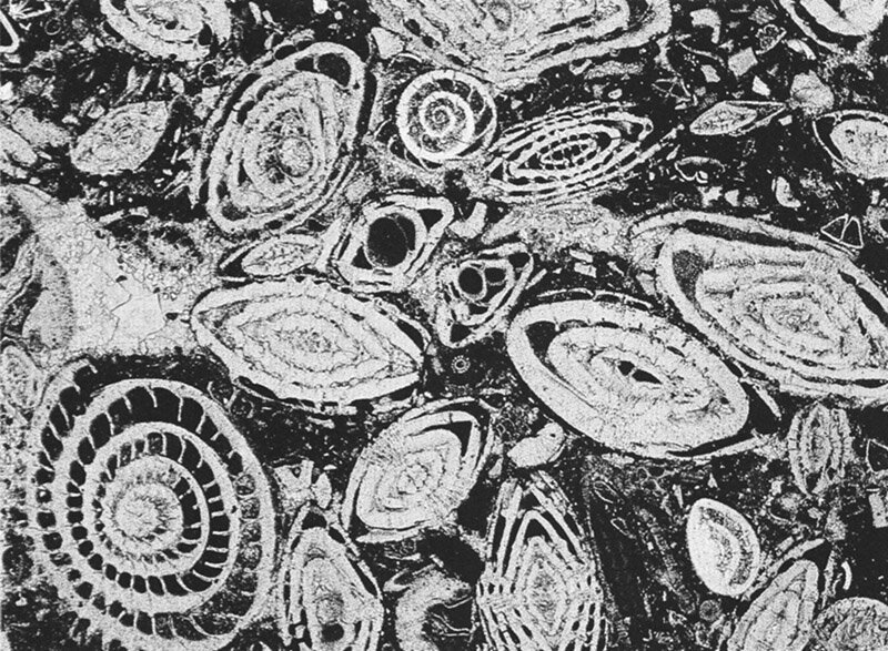 Органика в шлифах