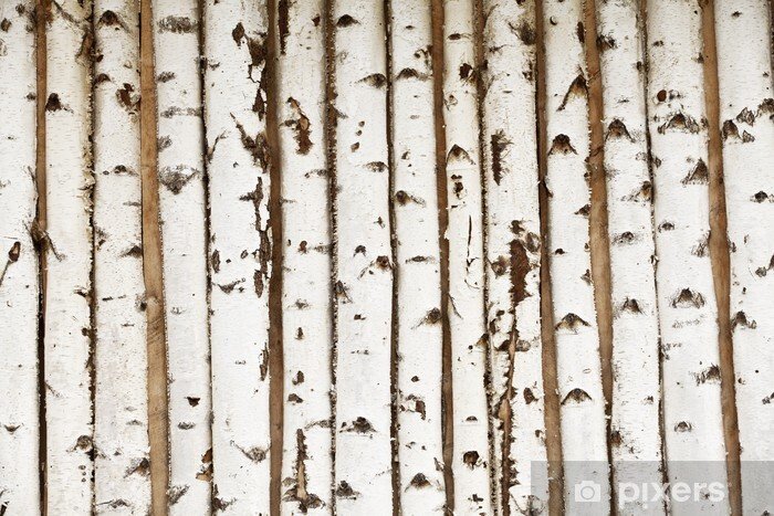 Береза текстура древесины