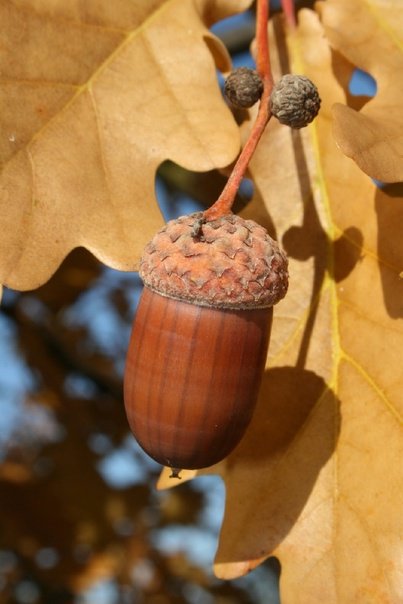 Желудь картинка