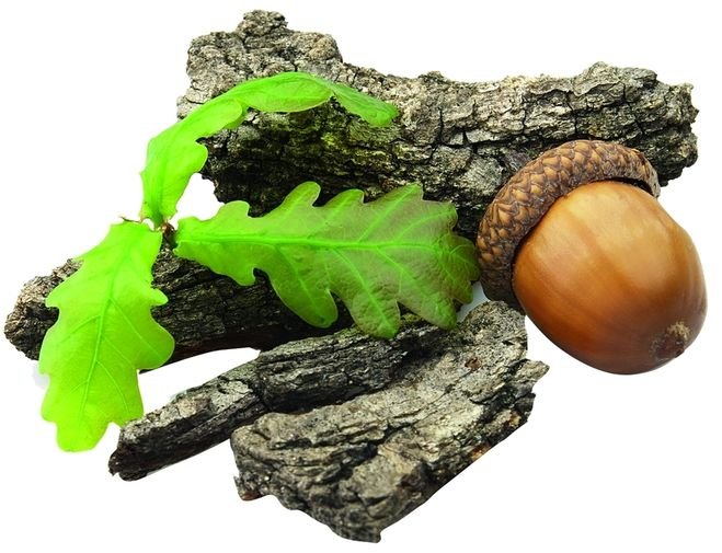 Дуб кора