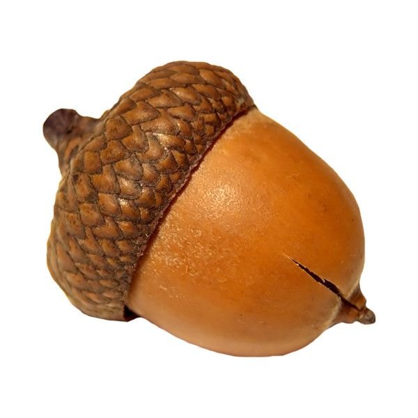 Желудь орех