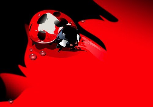 Божьи коровки