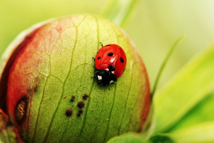 Мадагаскарская Божья коровка
