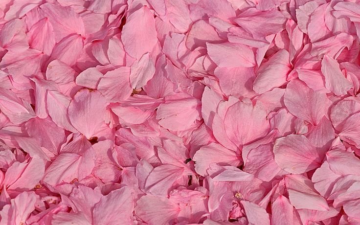 Розовые лепестки