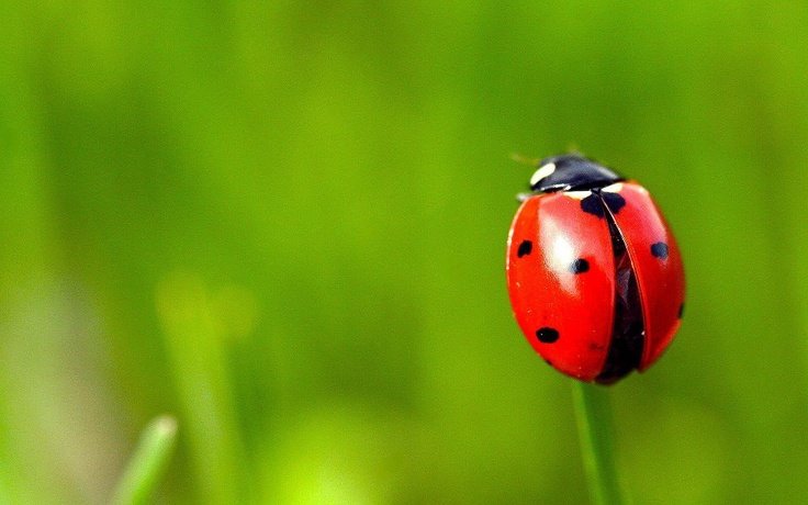 Ladybug Божья коровка