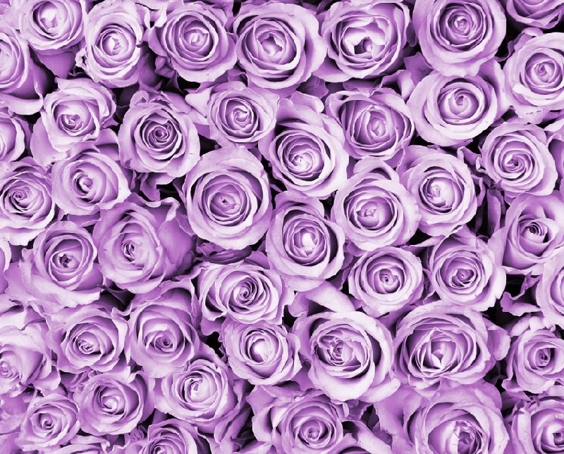 Фиолетовые розы