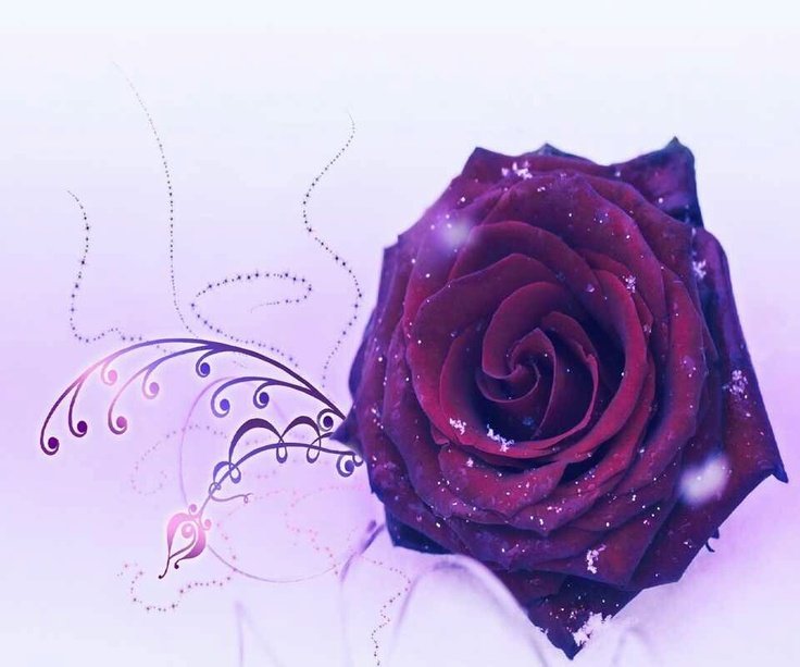 Фиолетовые розы