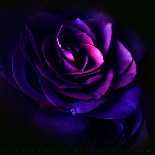 Фиолетовый Пурпл