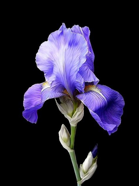 Ирис спуриа фиолетовый