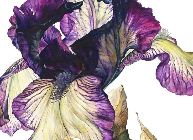 Ирисы Мари Берк