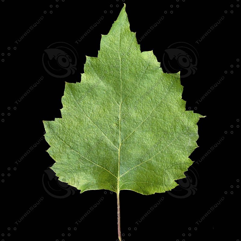 Берёза листья