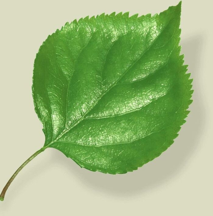 Берёза листья