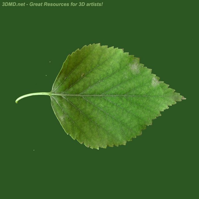 Листок березы