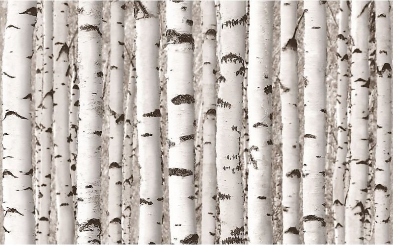 Ствол березы