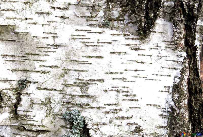 Чечевички на коре березы