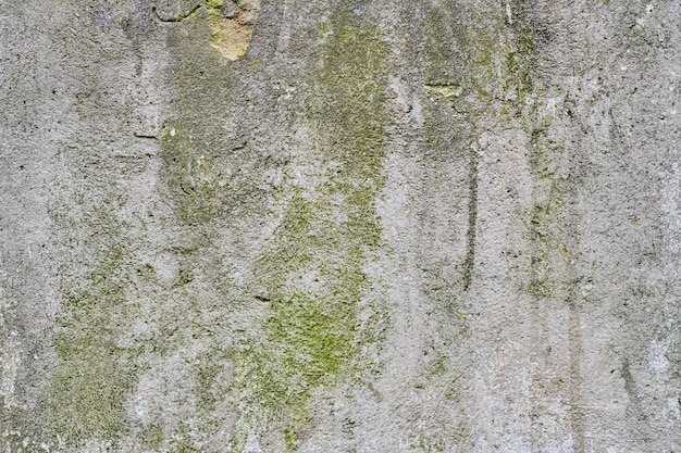 Мох на бетоне