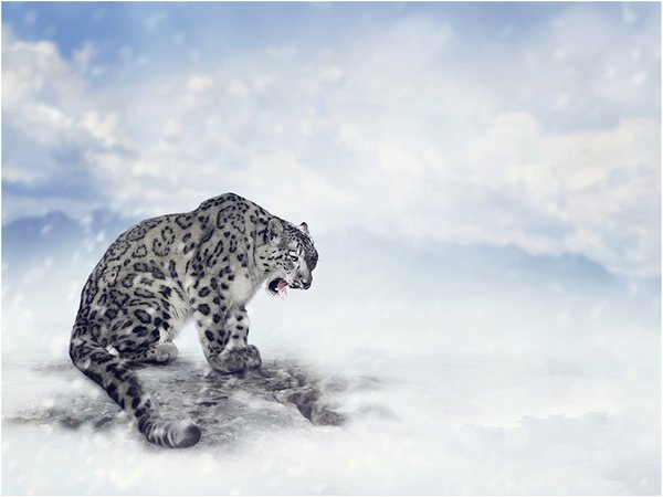 Снежный Барс (Ирбис, снежный леопард)