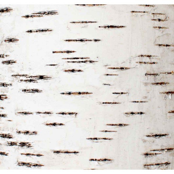 Кора березы