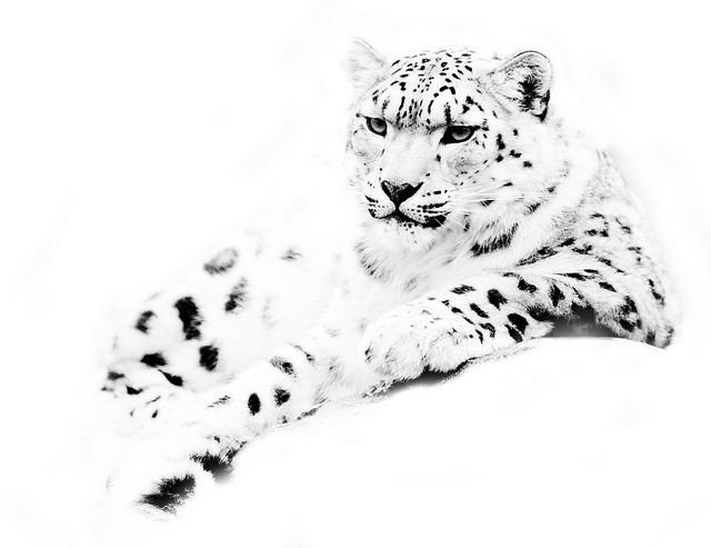 Снежный Барс на белом фоне