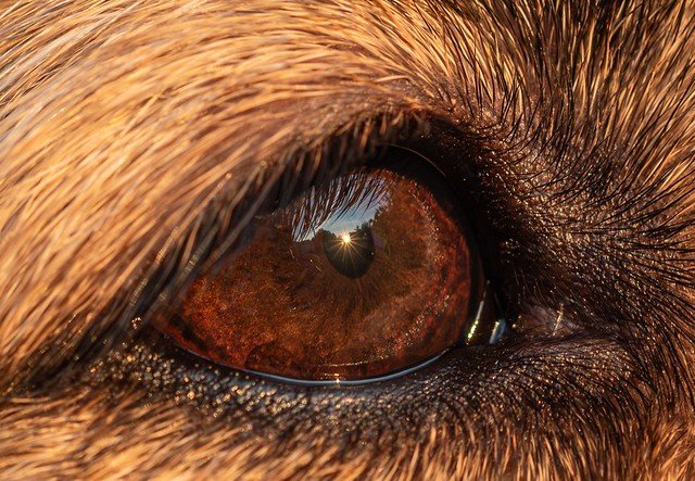 Глаза собаки