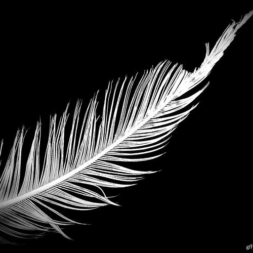Черные обои с перьями