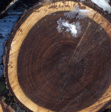 Маньчжурский орех спилы дерева