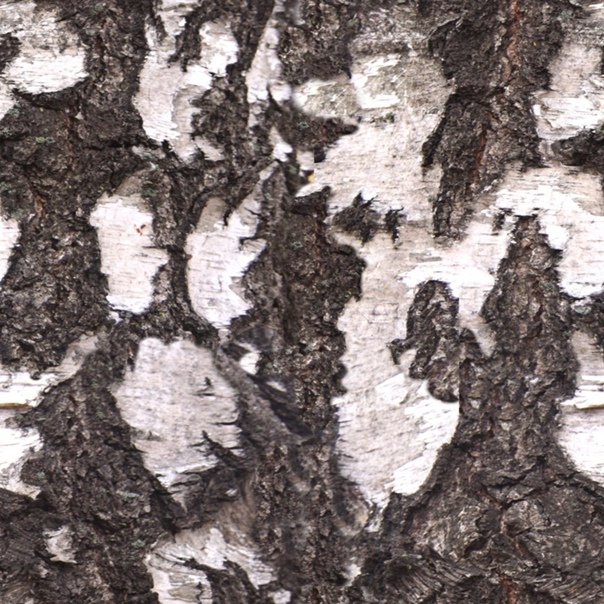 Текстура березы