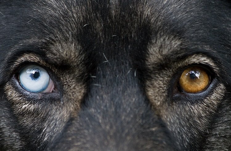 Гетерохромия глаз у собак