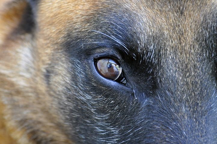 Глаза животных