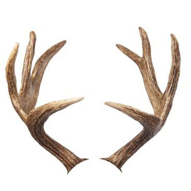 Рожки оленя