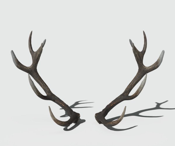 Рога оленя с боку