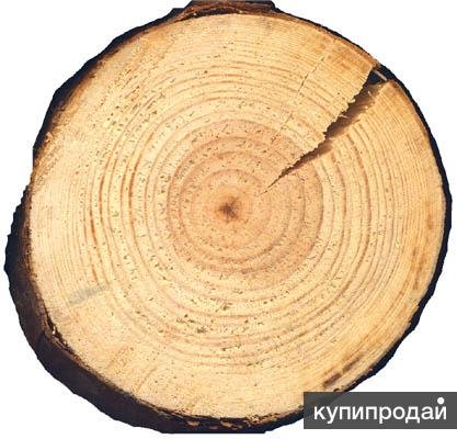 Клен срез древесины