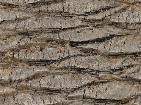 Palm Bark texture