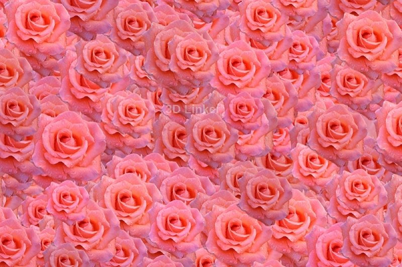 Розовые розы